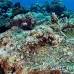 crocodilefish_flathead_cc_h_0705_png1709.jpg